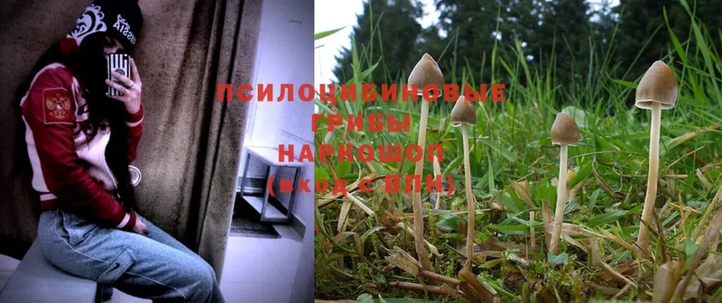 Галлюциногенные грибы Magic Shrooms Кызыл