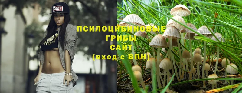 купить наркотики цена  Кызыл  Галлюциногенные грибы MAGIC MUSHROOMS 